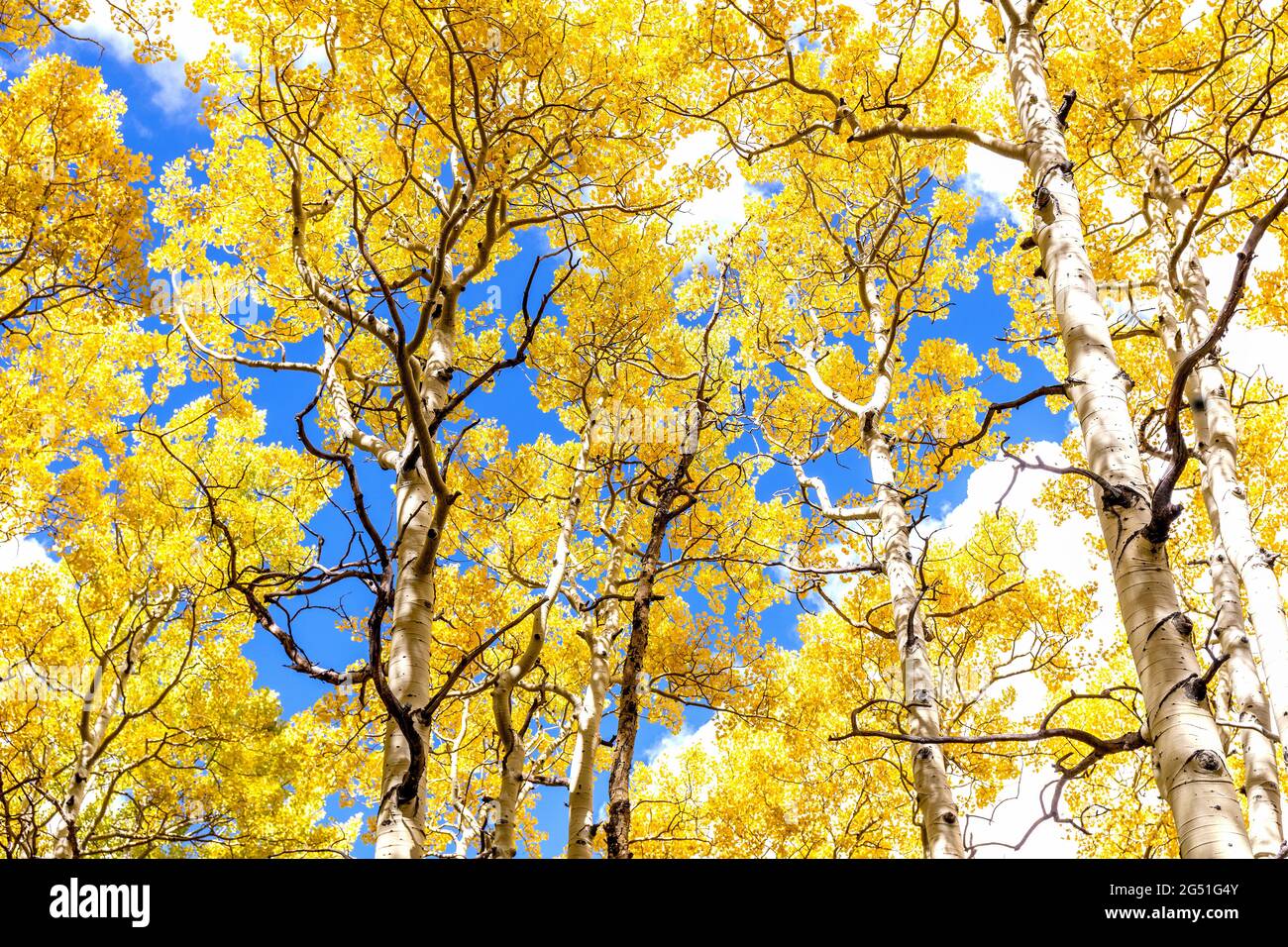 Aspen Forest Canopy in Golden Autumn Splendor Aspen gove Canopy in Peak Fall Beauty mit goldgelben Blättern gegen blauen Himmel mit flauschigen weißen Wolken. Stockfoto