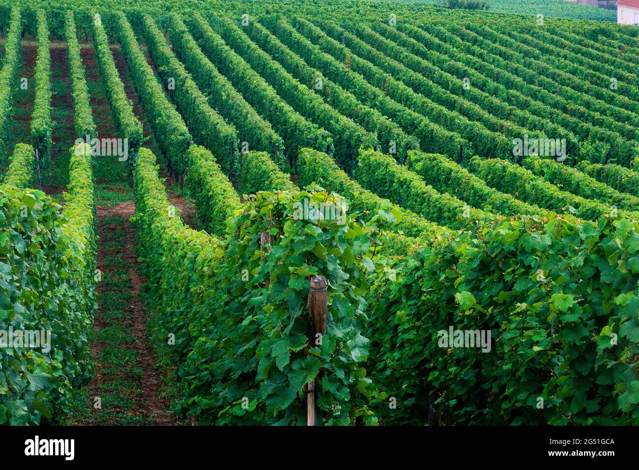 Landschaft mit grünen Weinbergen, Elsass, Frankreich Stockfoto