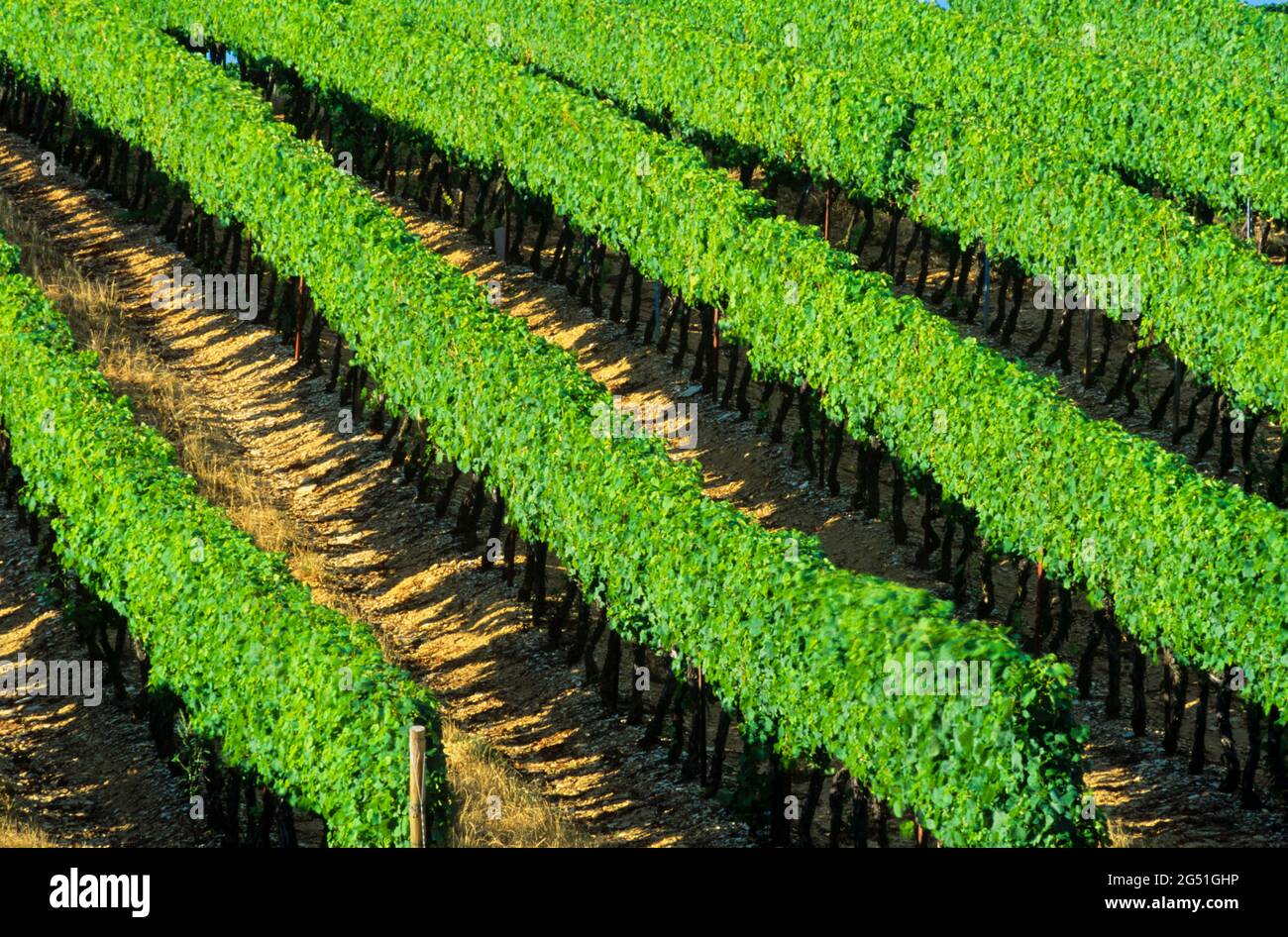 Landschaft mit Blick auf Weinberge, Elsass, Frankreich Stockfoto