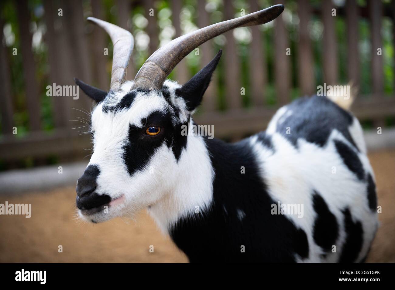 Weiße und schwarz gebeizte Ziege mit langen Hörnern im Tierpark-Portrait Stockfoto