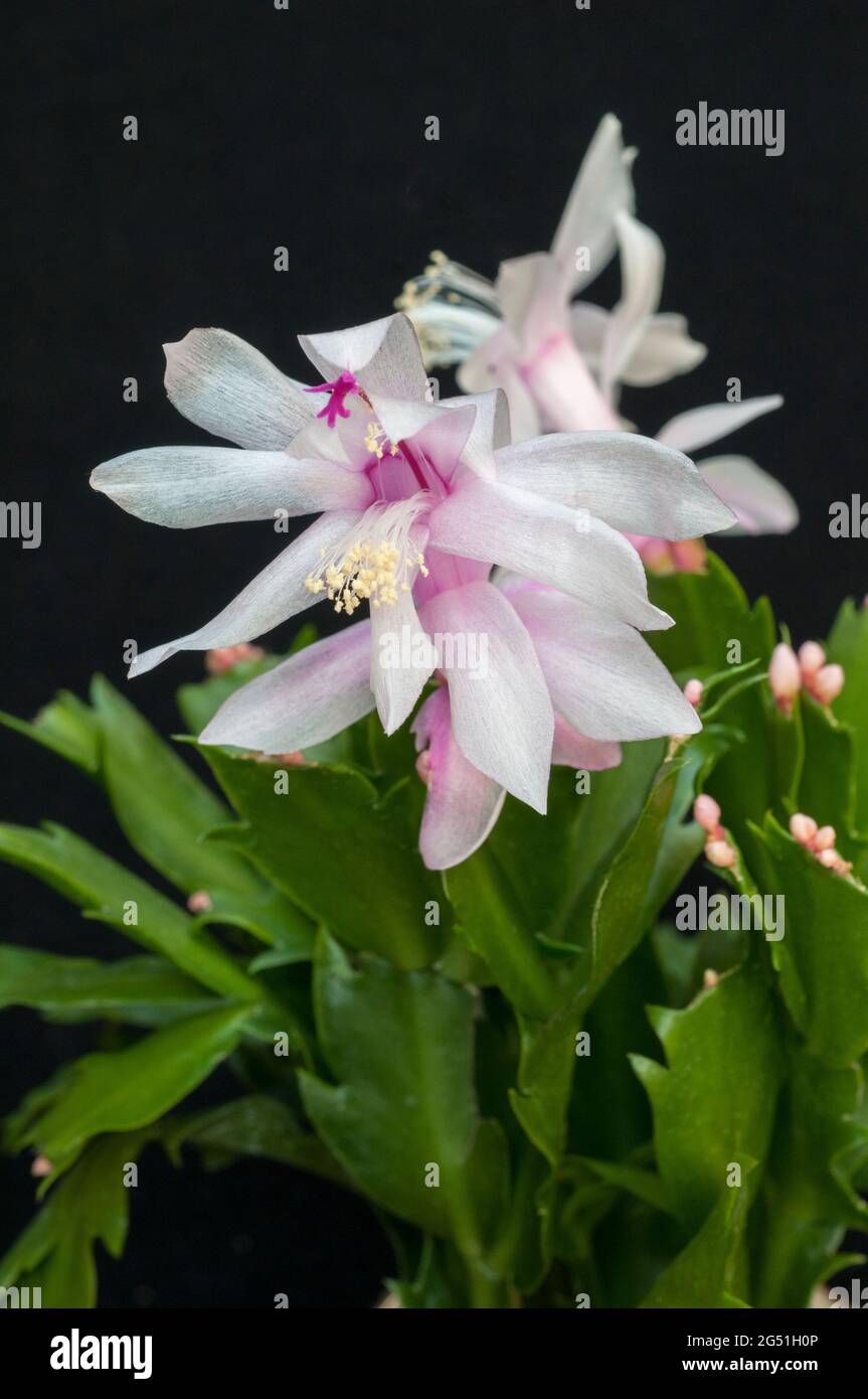Nahaufnahme der Winterblüte von Schlumbergera truncata oder Crab Cactus Mit weißen Blüten wächst ein Mitglied der Familie cactaceae in Innenräumen Als frostzart Stockfoto