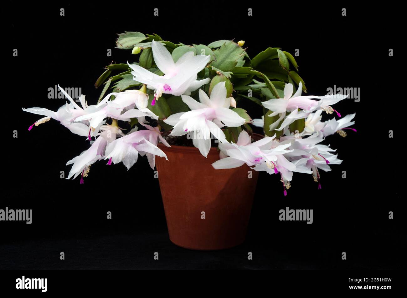 Nahaufnahme der Winterblüte von Schlumbergera truncata oder Crab Cactus Mit weißen Blüten wächst ein Mitglied der Familie cactaceae in Innenräumen Als frostzart Stockfoto
