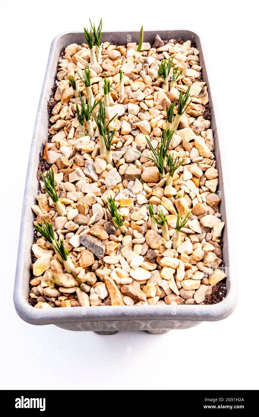 Crocus-Triebe von oben gesehen, die in einem Blumentrog oder Blumentopf durch dekorativen Stein kommen Stockfoto
