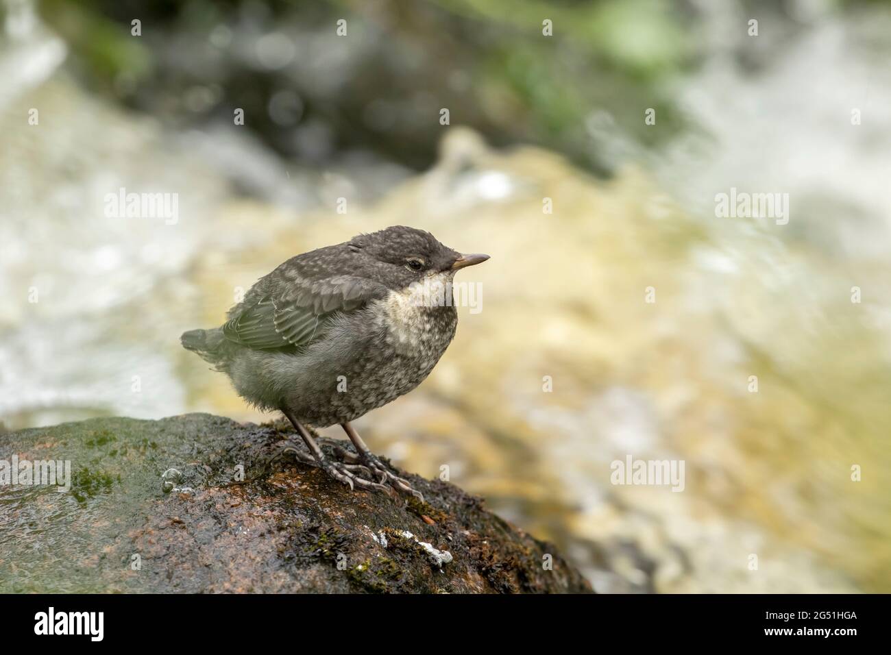 Junger Dipper (Cinclus cinclus) am Fluss wartet auf erwachsenen Vogel Nahrung zu bringen Stockfoto