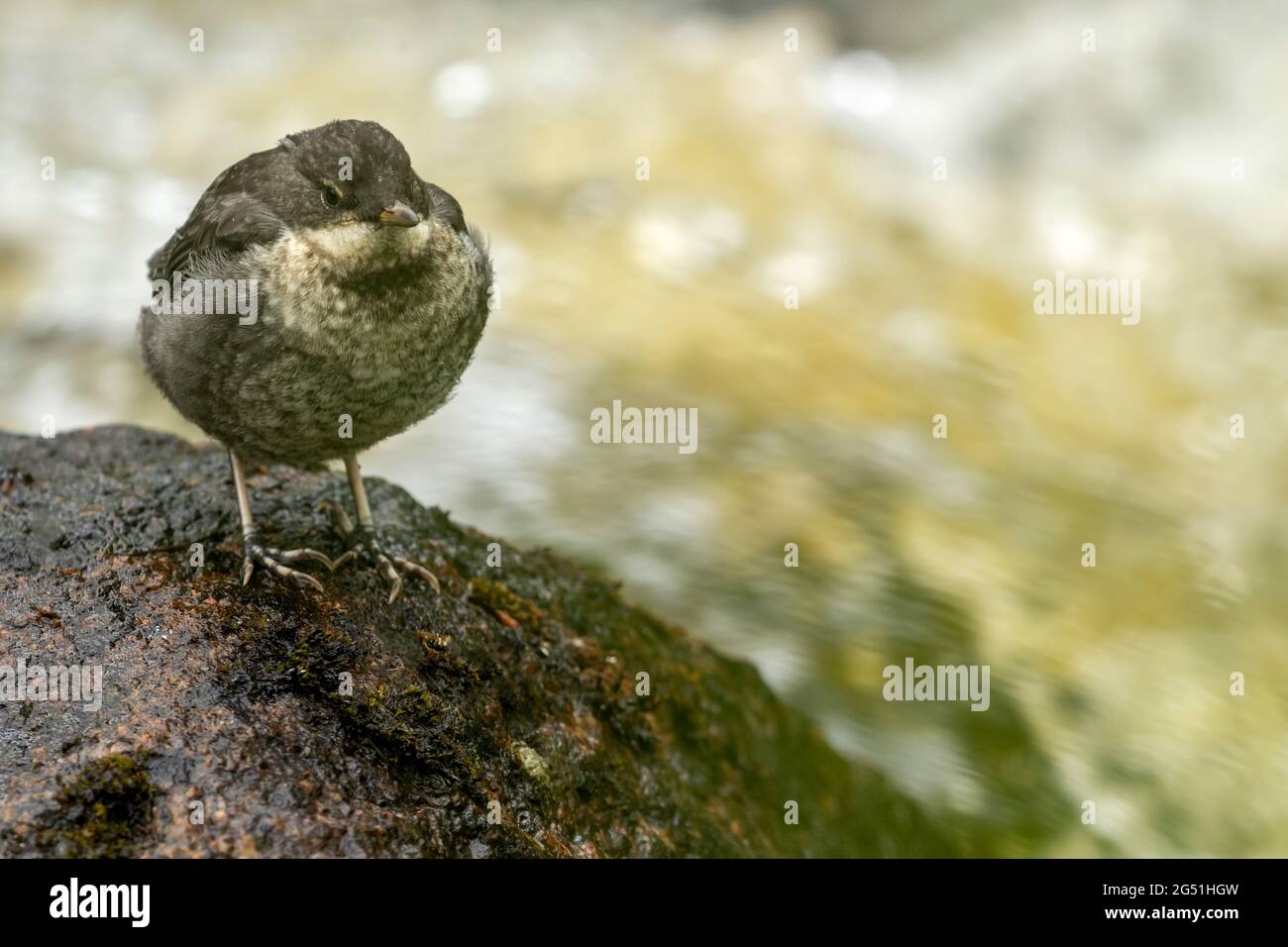 Der junge Dipper (Cinclus cinclus) steht auf dem Stein im Fluss und wartet darauf, dass ein ausgewachsener Vogel Nahrung bringt Stockfoto