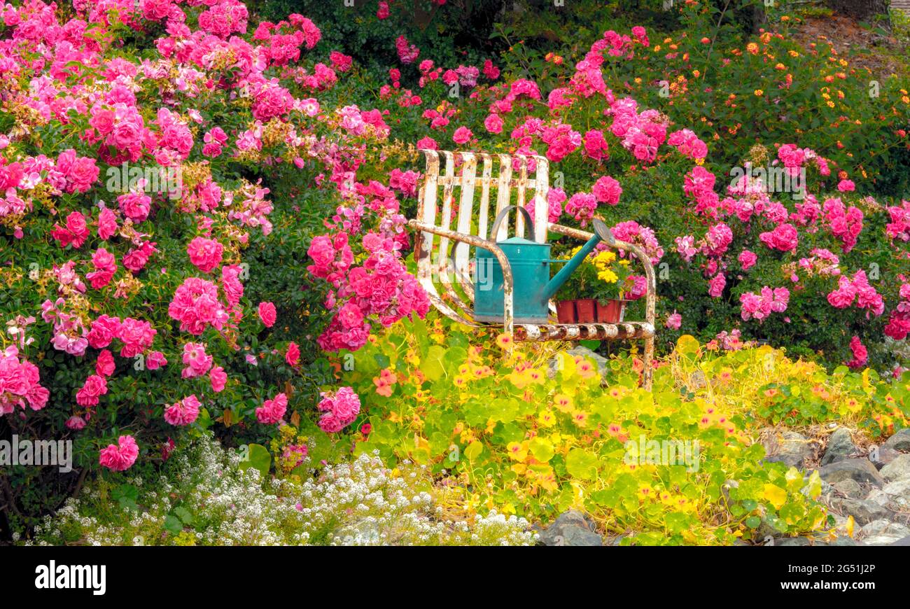 Bewässerung auf einem Stuhl im farbenfrohen blühenden Garten, Central Coast, California, USA Stockfoto