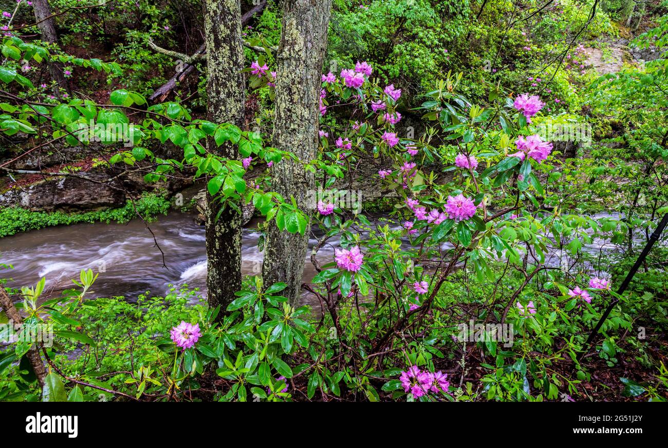 Rhododendron blüht am Flussufer, Blue Ridge Parkway, Virginia, USA Stockfoto