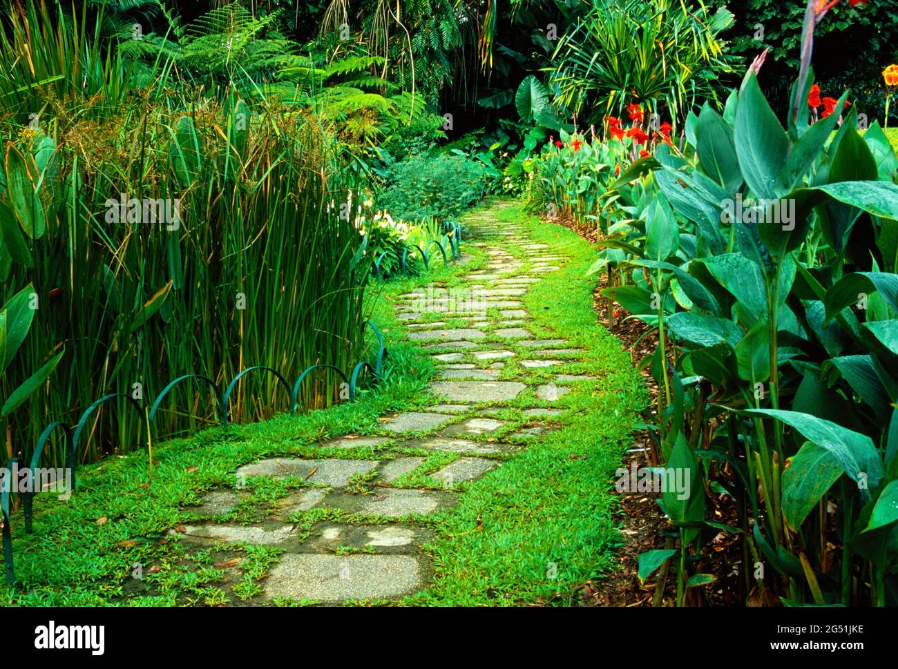 Fußweg zwischen den Pflanzen im Botanischen Garten von Singapur, Singapur Stockfoto
