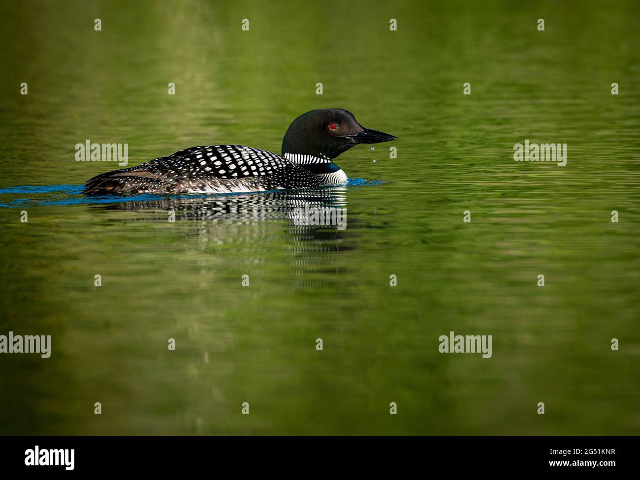 Schwabentaucher (Gavia immer) schwimmt auf dem Wasser Stockfoto