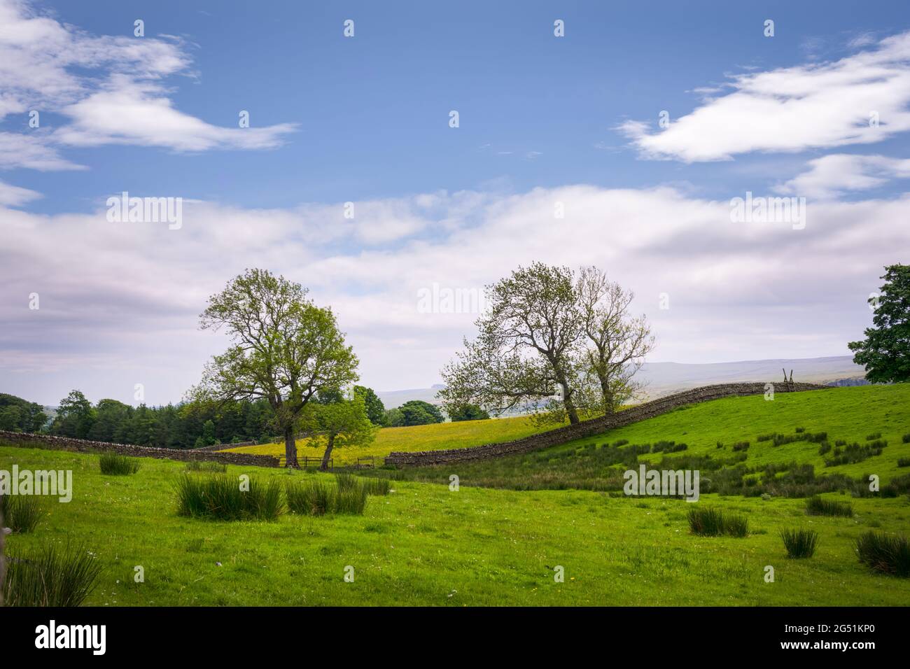 Typische hügelige Landschaft von Upper Teesdale mit Trockenmauern in Upper Teesdale, County Durham, England, im Frühjahr Stockfoto