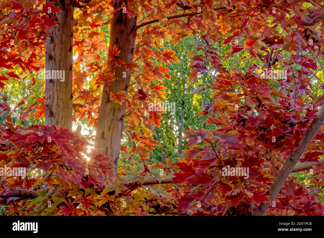 Landschaft mit Wald in Herbstfarben, Colorado, USA Stockfoto