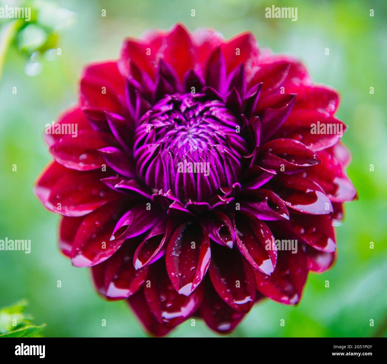Nahaufnahme der roten und violetten Dahlia-Blume Stockfoto