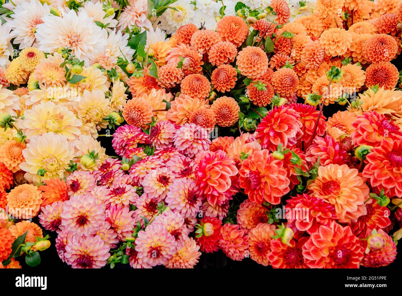 Voller Rahmen mit vielen Dahlia-Blumen Stockfoto
