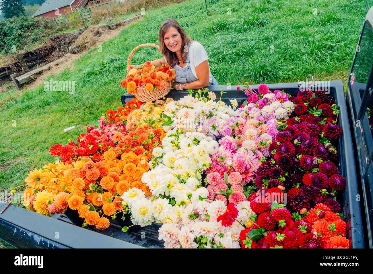LKW-Bett voller Dahlia-Blumen und Frau mit Korb Stockfoto