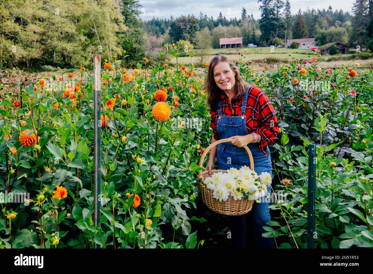 Frau, die Dahlia-Blumen auf dem Feld erntet Stockfoto