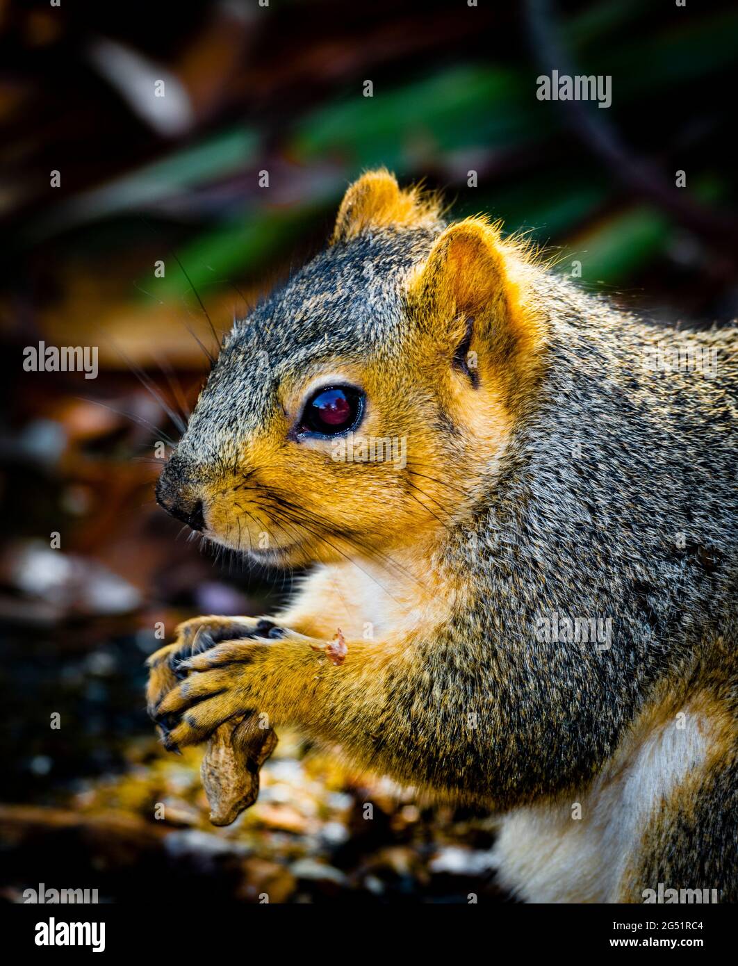 Naturfoto mit Nahaufnahme des Eichhörnchens Stockfoto