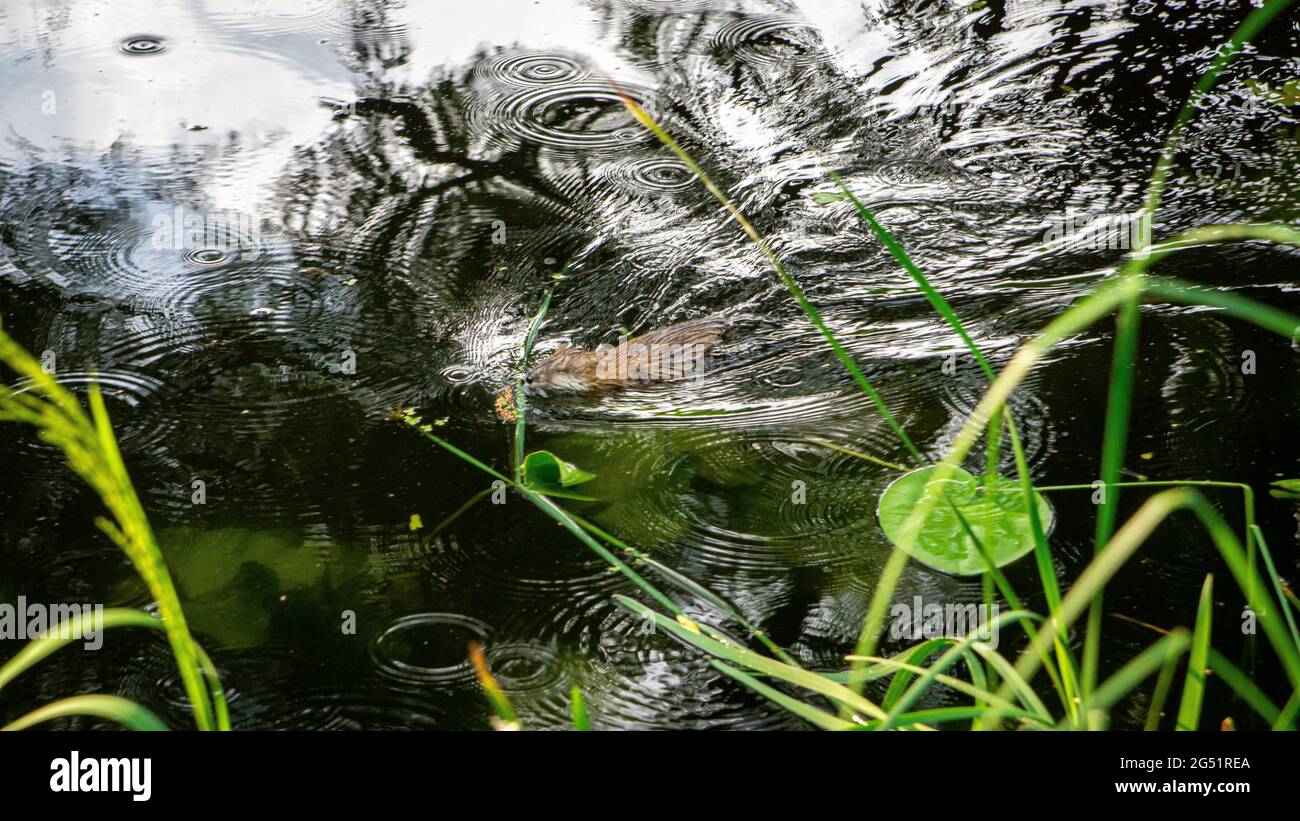 Kleine flinke Tiere schwimmen im Regen im See Stockfoto