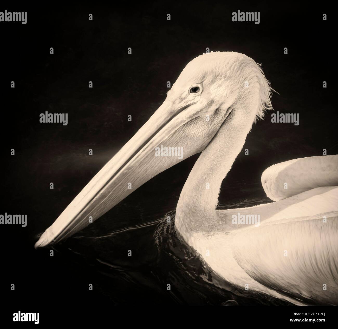 Kopfschuss des Pelikans in Schwarz und Weiß Stockfoto