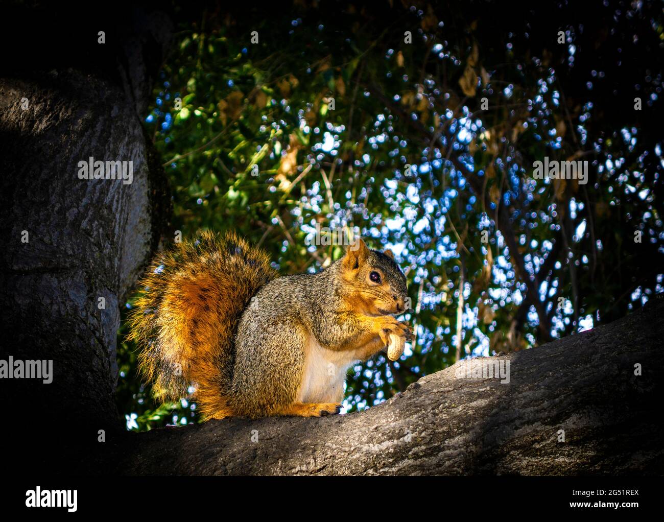 Eichhörnchen hält Nuss auf dem Ast Stockfoto