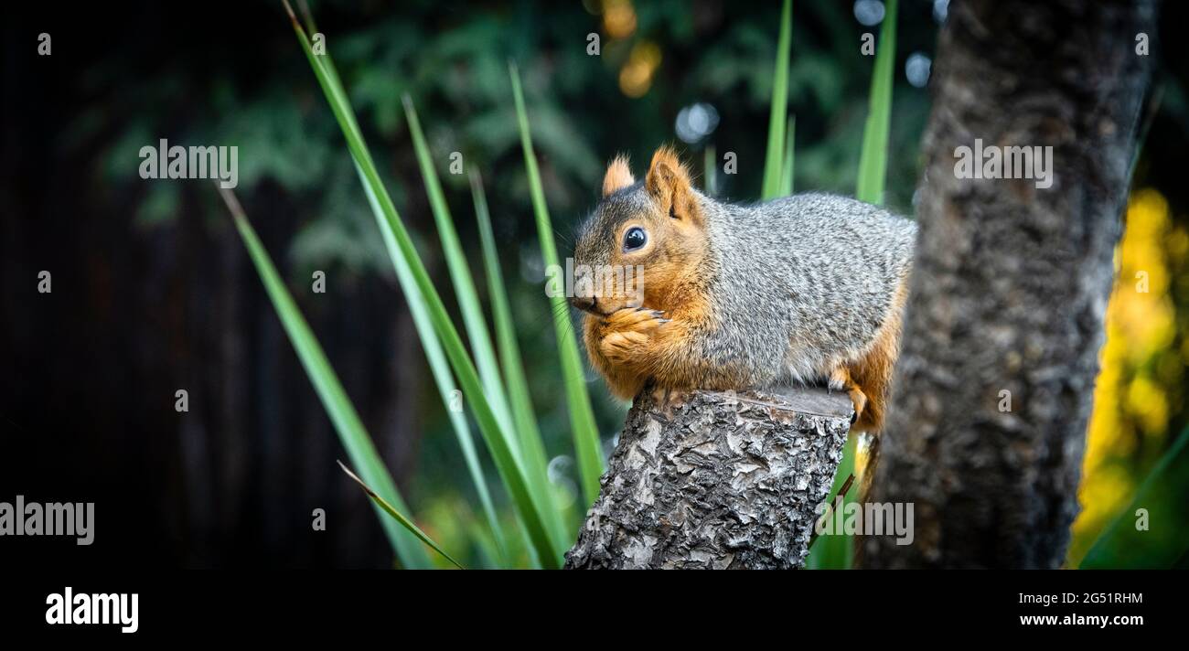 Eichhörnchen sitzt auf Baumstumpf Stockfoto