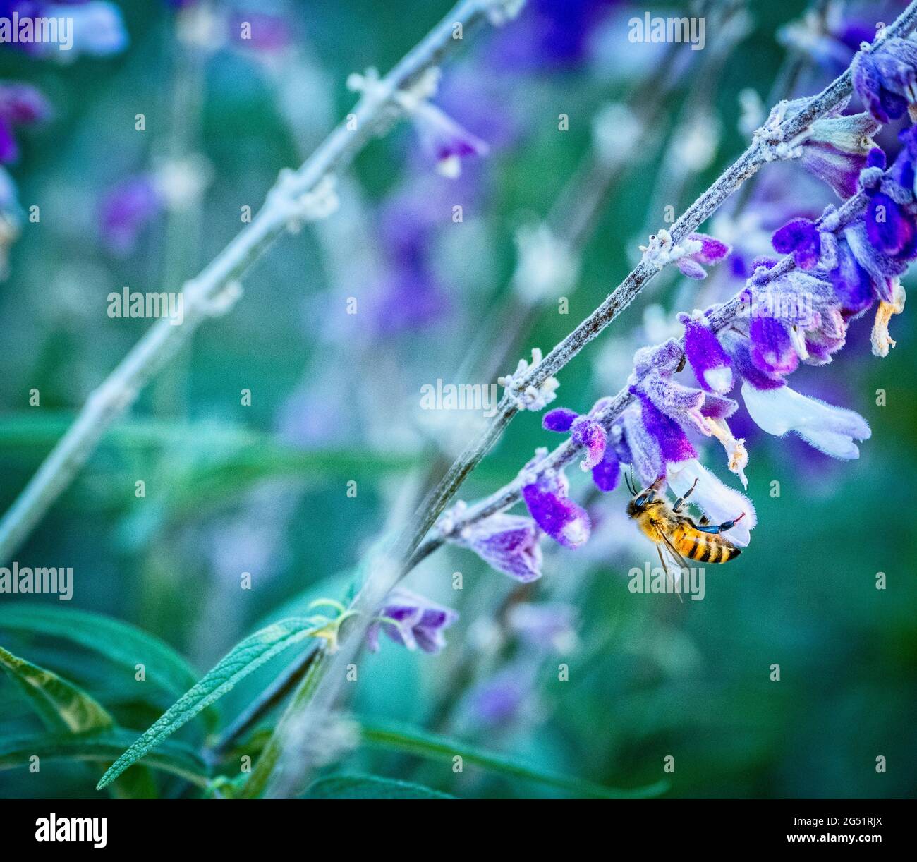 Nahaufnahme der Honigbiene auf der violetten Blume Stockfoto