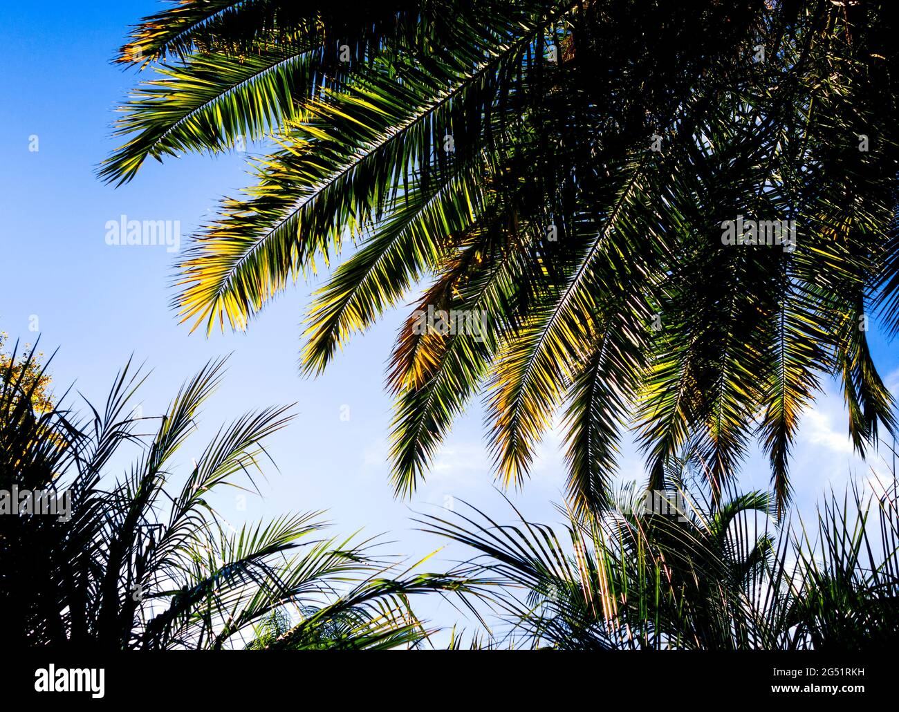 Blick auf tropische Palmen vor dem klaren blauen Himmel Stockfoto