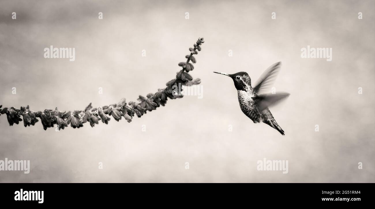 Ein Kolibri schwebt in der Nähe von Blumen in schwarz und weiß Stockfoto