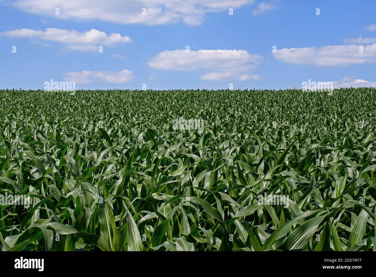 Mais oder Mais, der in der Spätnachtssonne auf dem Feld wächst. Es ist ein Grundnahrungsmittel in vielen Teilen der Welt und wird zur Tierfütterung, zur Herstellung von Ethanol-Brennstoff, Stockfoto