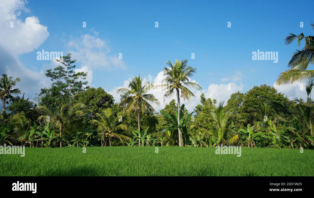 Blick auf die tropische Landschaft in Buleleng, Bali Stockfoto