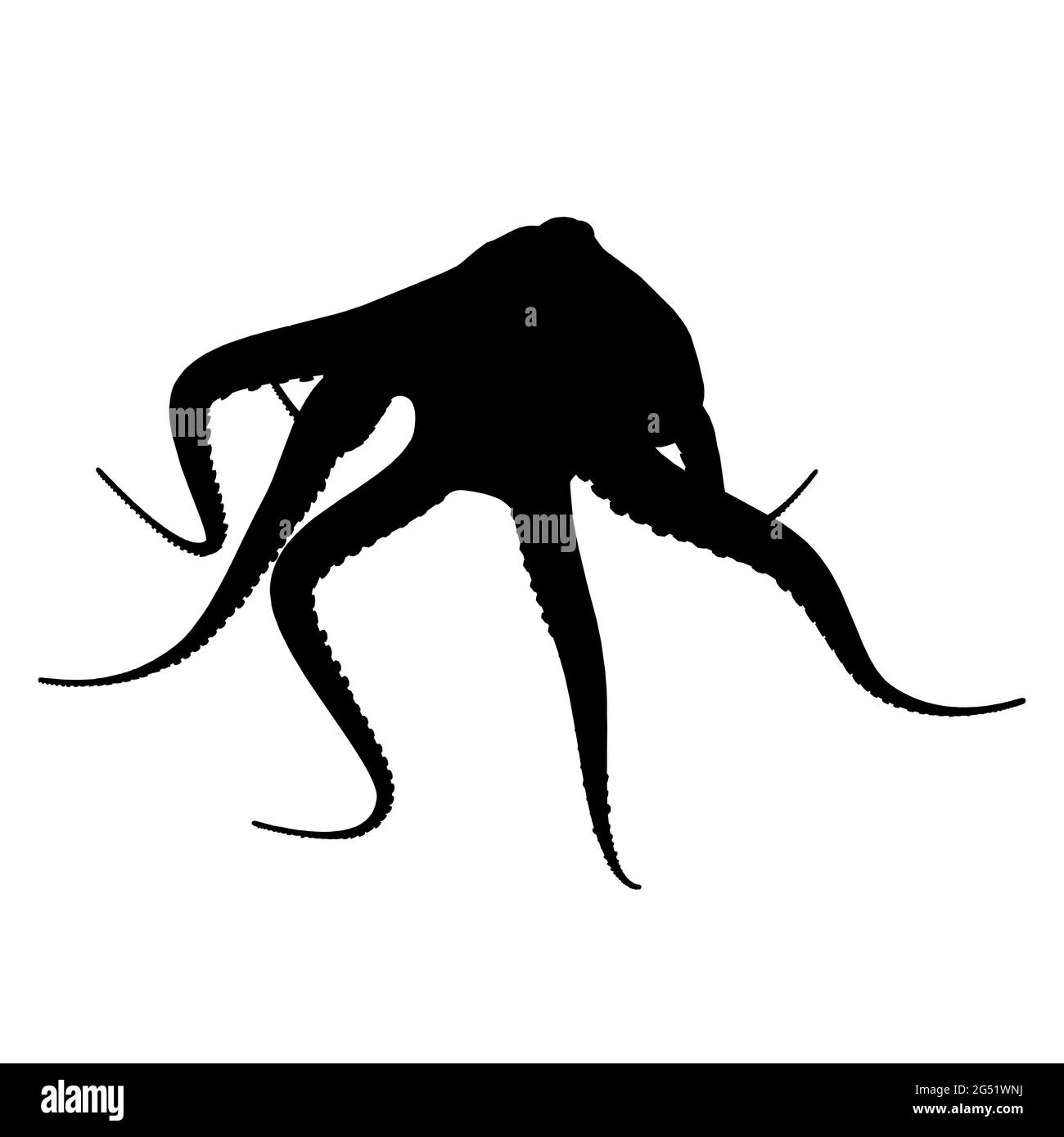 Silhouette eines Kraken isoliert auf weißem Hintergrund. Vektorgrafik. Stock Vektor