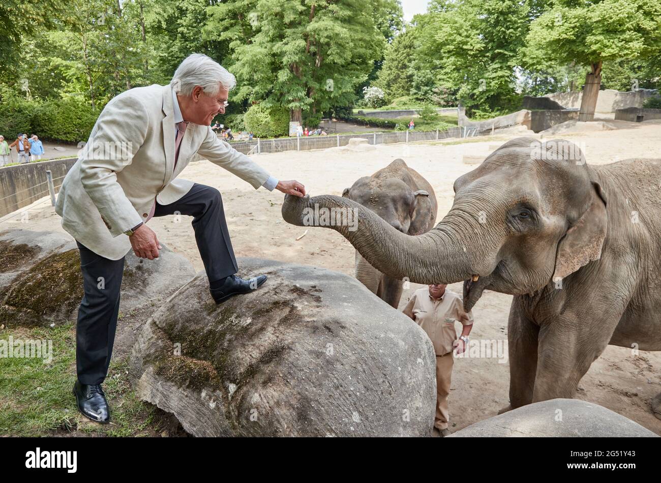 Hamburg, Deutschland. Juni 2021. Dirk Albrecht, Geschäftsführer, gibt der Elefantenkuh Yashoda bei Tierpak Hagenbeck eine Freude. Im elefantenoracle für die Fußball-Europameisterschaft hat „Yashoda“ dreimal erstaunlich richtig geraten. Quelle: Georg Wendt/dpa/Alamy Live News Stockfoto