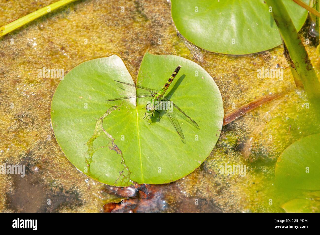 Eastern Pondhawk, Bucks County, PA, Pennsylvania Stockfoto