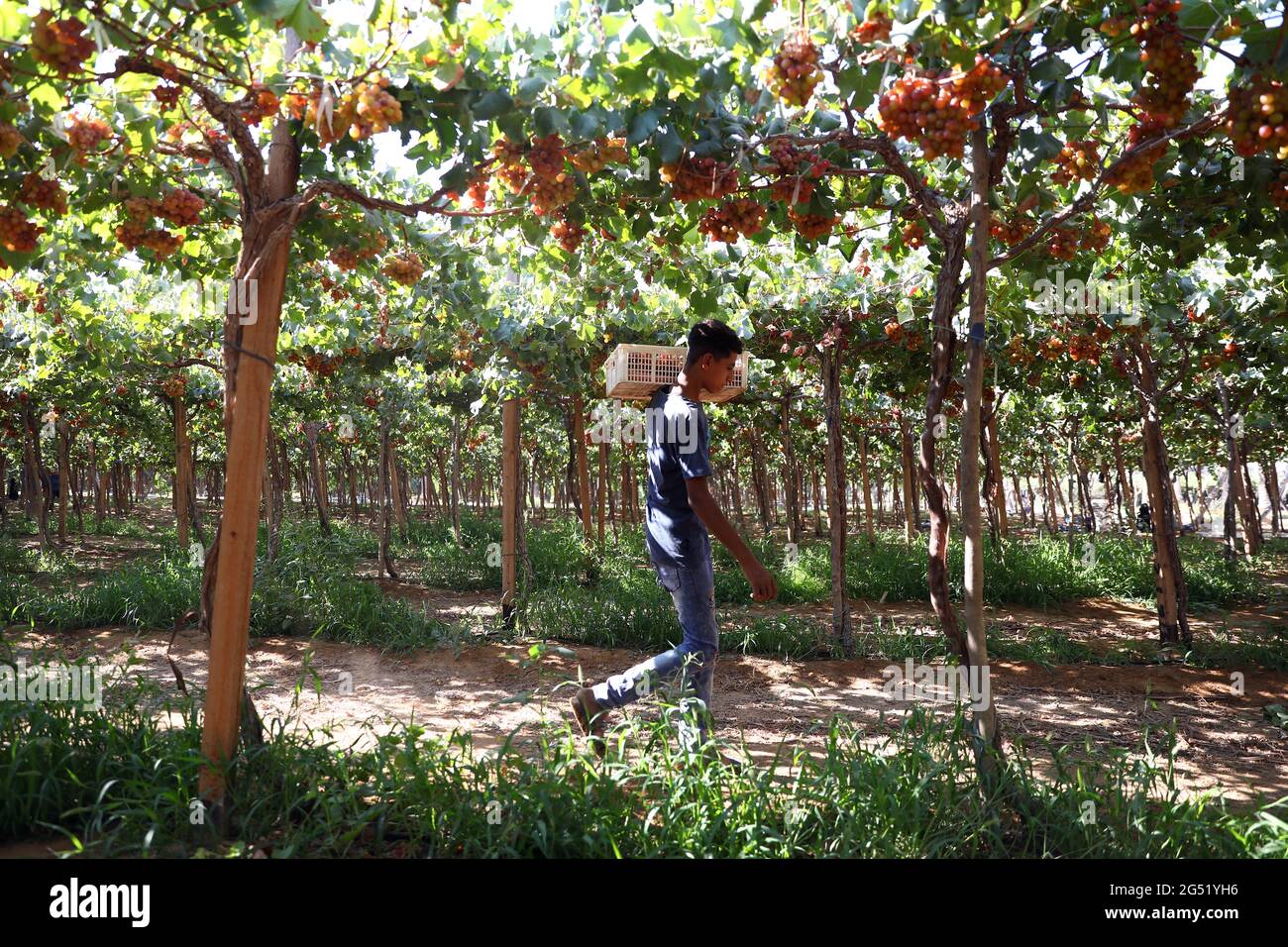 Menoufia, Ägypten. Juni 2021. Ein Arbeiter trägt Weintrauben auf einer  Traubenfarm in der Stadt Sadat in der Provinz Menoufia, Ägypten, 14. Juni  2021. Auf einer riesigen Traubenfarm in der Stadt Sadat in