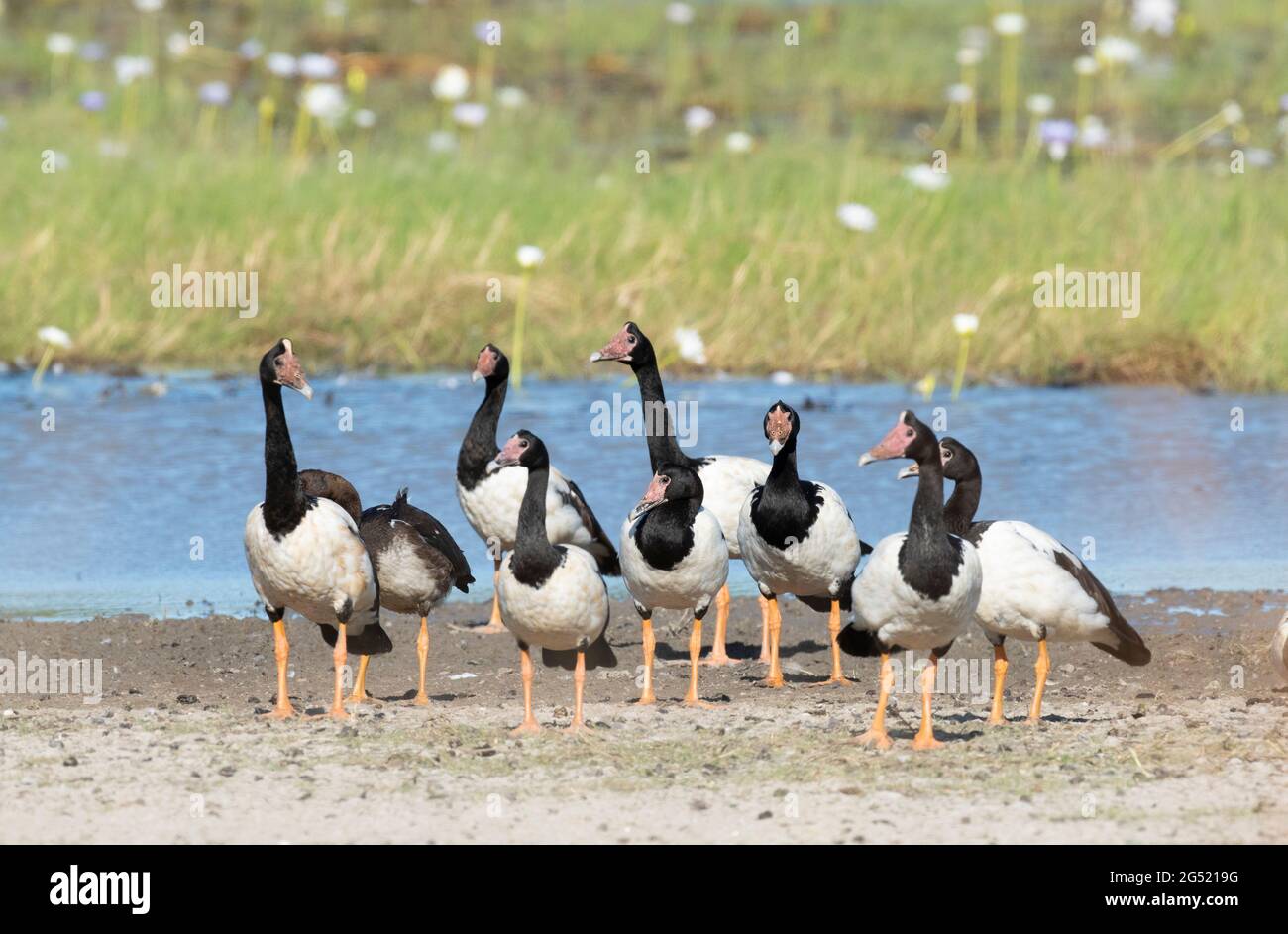 Schwarm von Elster-Gänsen im hohen Norden von Queensland, Australien. Stockfoto