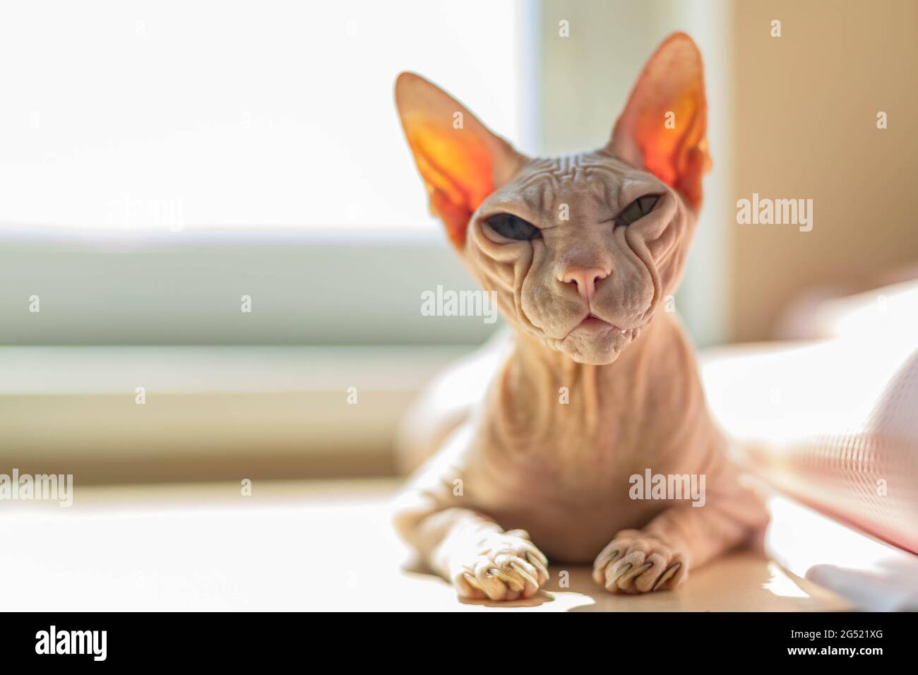 Hellrosa gefärbte Don Sphynx Katze Stockfoto