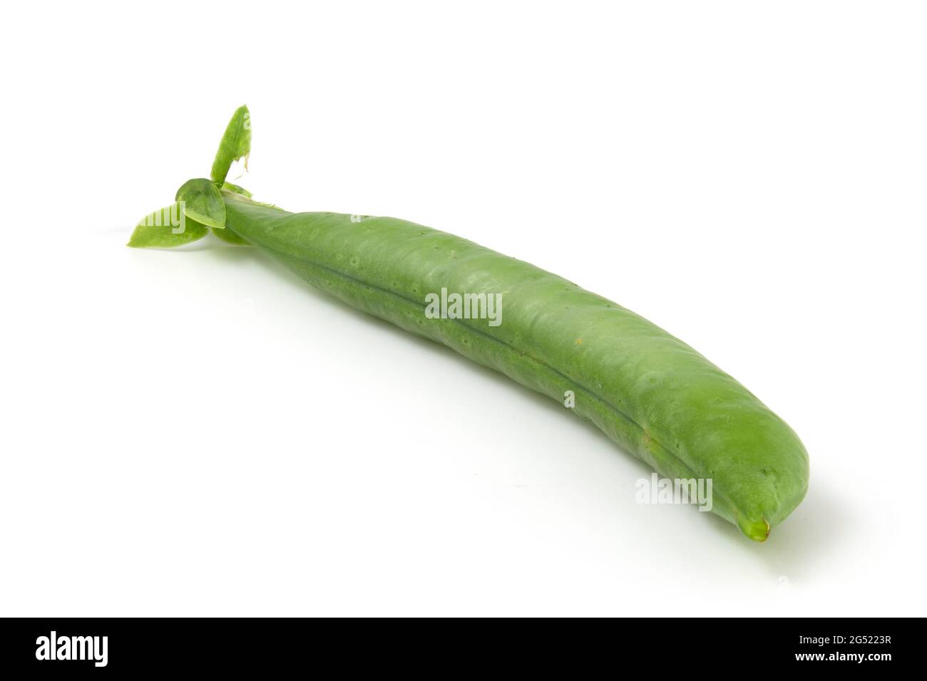 Isolierte Hülse junger Erbsen aus der Nähe auf weißem Hintergrund Stockfoto