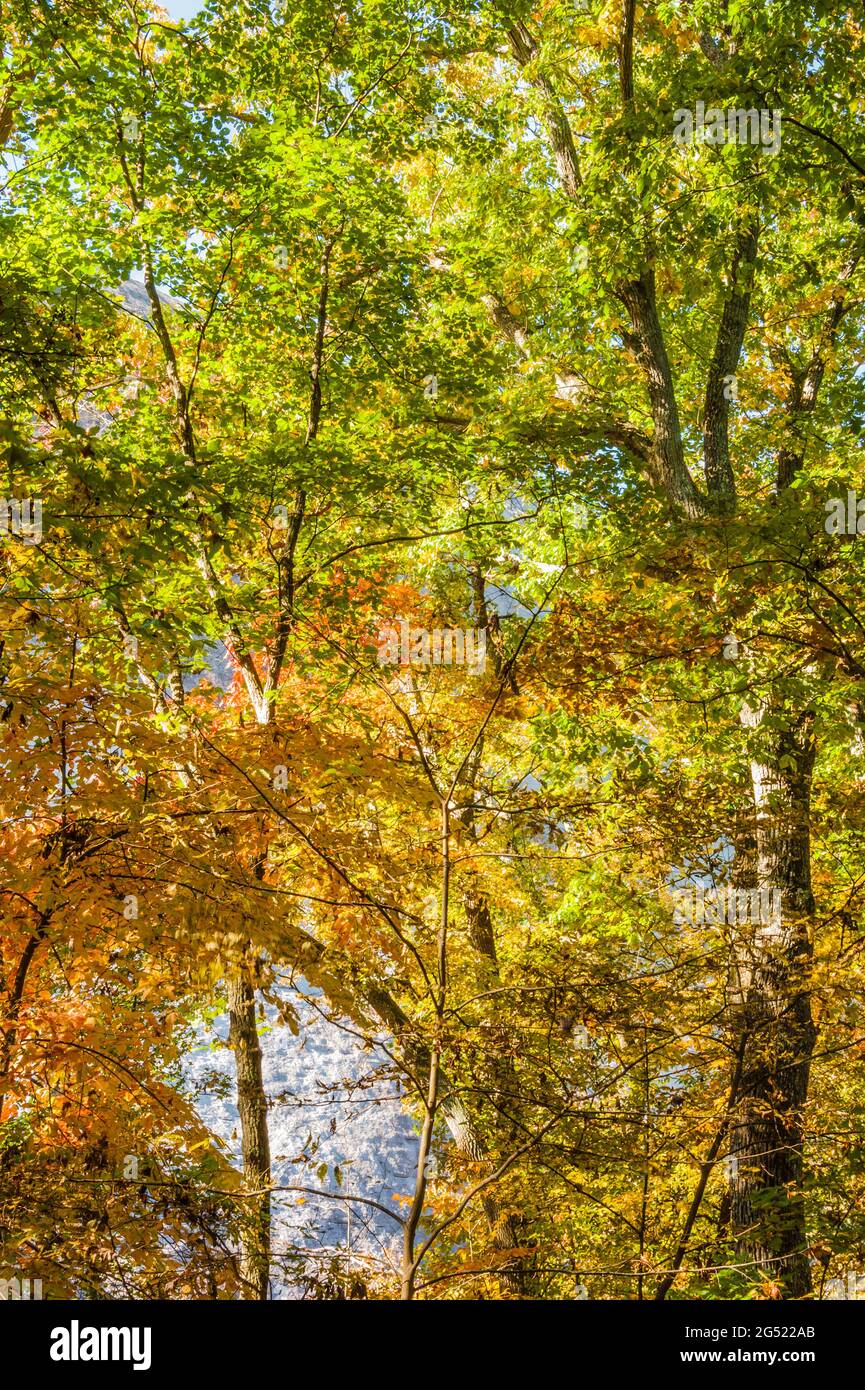 Farbenfrohe Herbstbäume im Stone Mountain Park in Atlanta, Georgia. (USA) Stockfoto