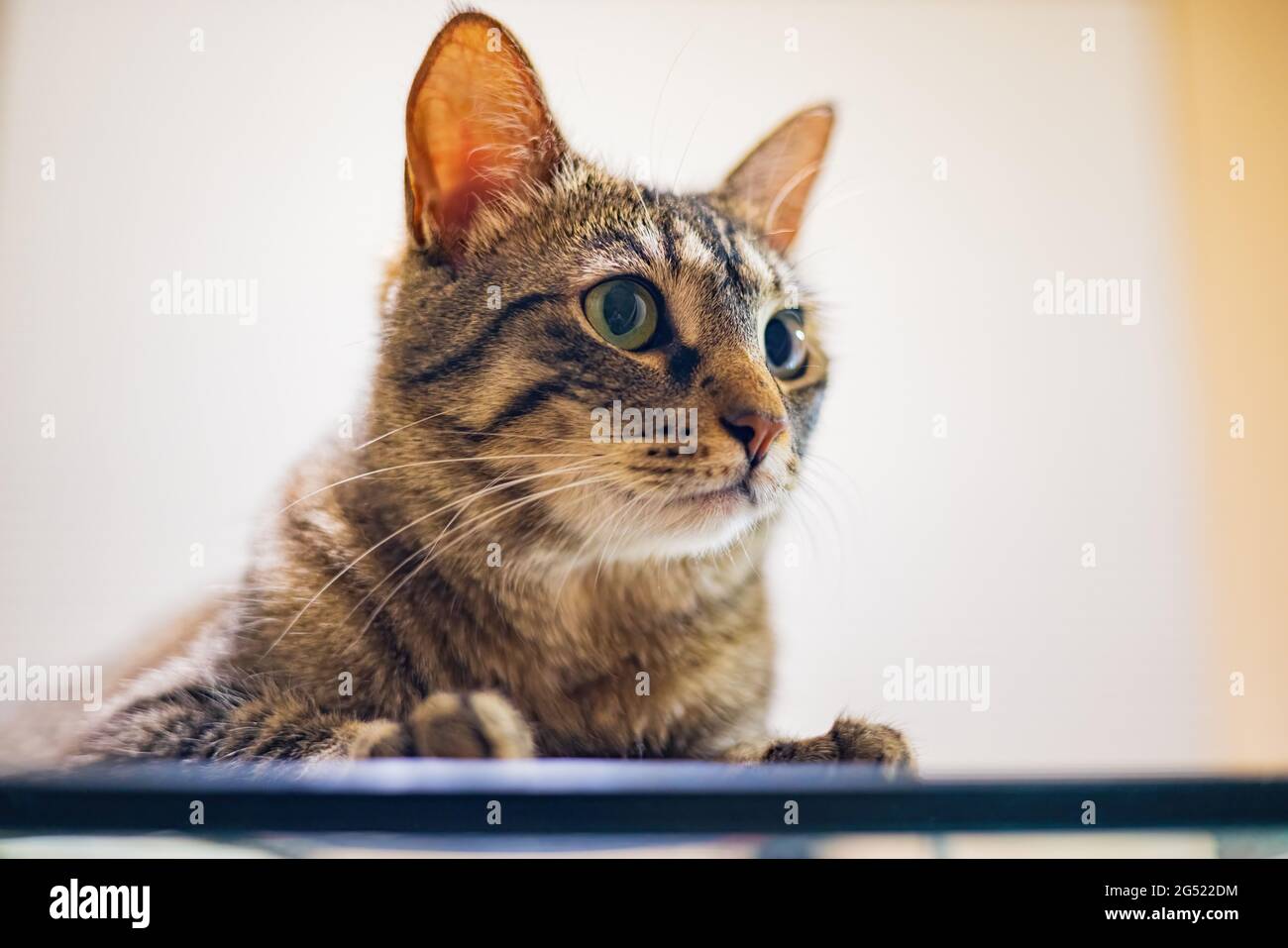 Nahaufnahme einer niedlichen Katze in Nevada Stockfoto