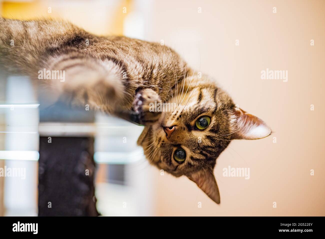 Nahaufnahme einer niedlichen Katze in Nevada Stockfoto