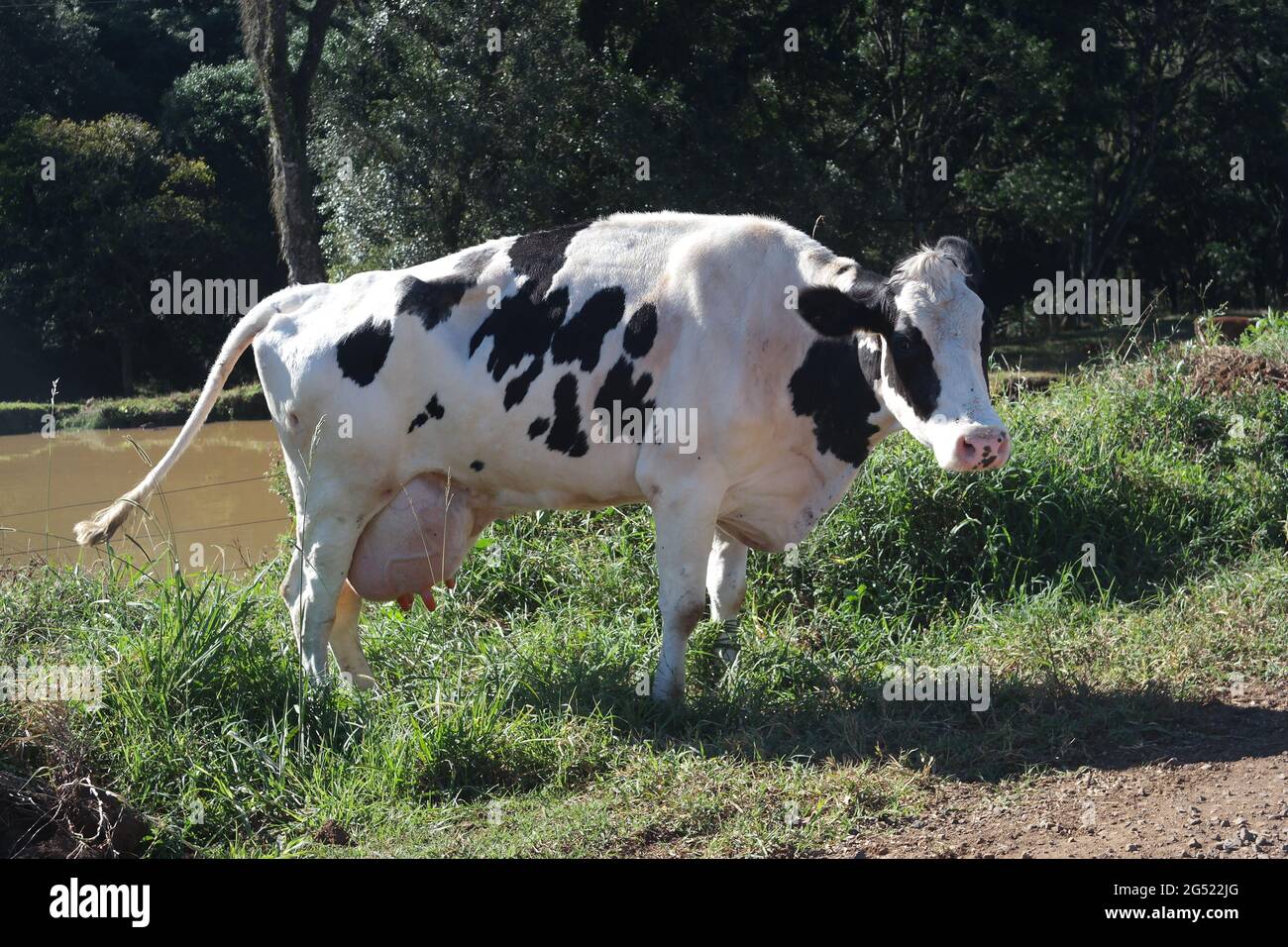 Tier: vaca e cabrito Stockfoto