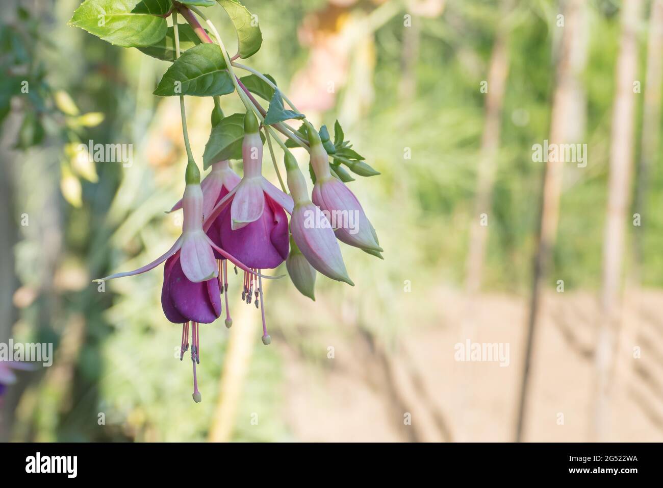 Hängende Blumen von Fuchsia Pflanze Nahaufnahme Ansichten auf unfokused Hintergrund im Freien Stockfoto