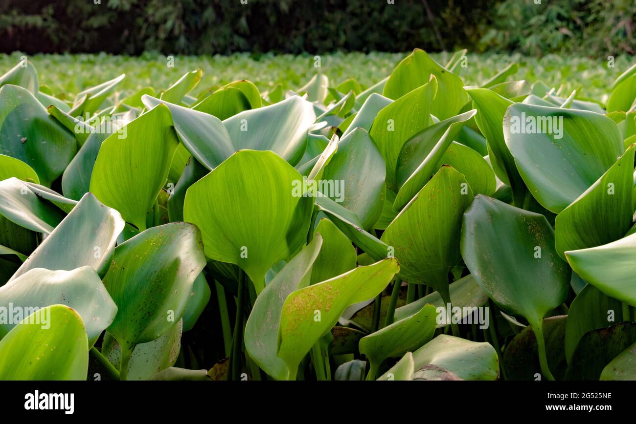 Schöne grüne Blätter des Wassers Hyazinthe Pflanze schwimmt auf dem Wasser. Es ist ornamental, invasive Arten, super Streuer & Bedrohung für die lokale Wasserbiologie Stockfoto