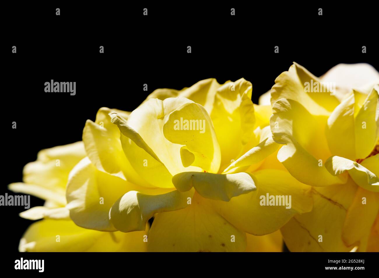 Gelbe Rosenblätter, die von der Sonne isoliert auf schwarzem Hintergrund beleuchtet werden Stockfoto
