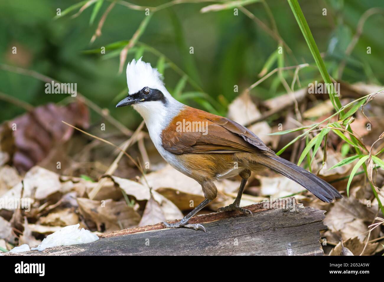 Schöne weißkappige Lachdrossel (Garrulax leucolophus), die sich an einem Zweig im Nam Nao Nationalpark in Thailand befindet Stockfoto