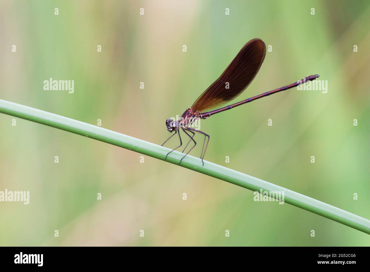 Calopteryx haemorrhoidalis Copper demoiselle oder Mediterranean Demoiselle thront Closup Stockfoto