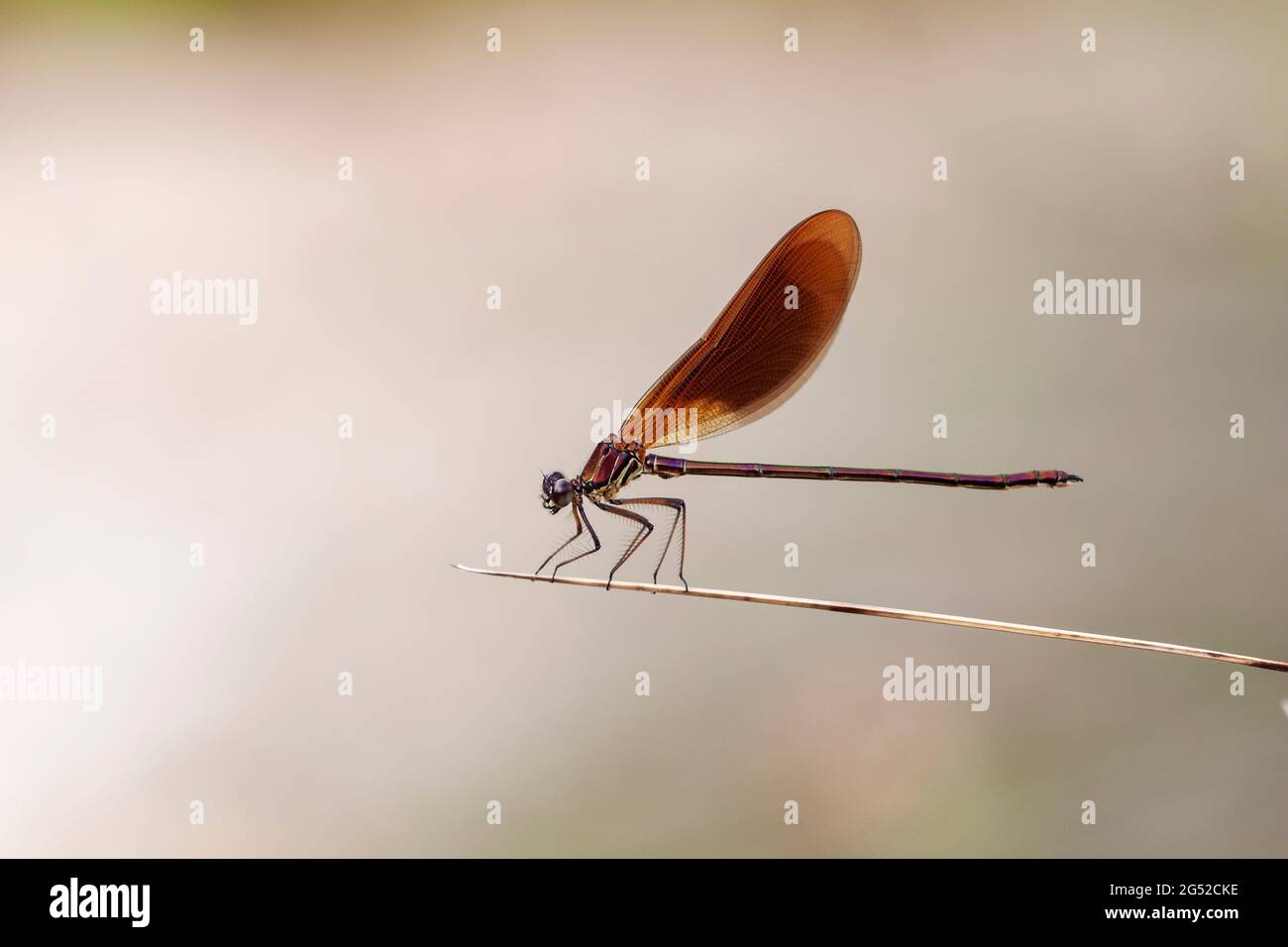 Calopteryx haemorrhoidalis Copper demoiselle oder Mediterranean Demoiselle thront Closup Stockfoto