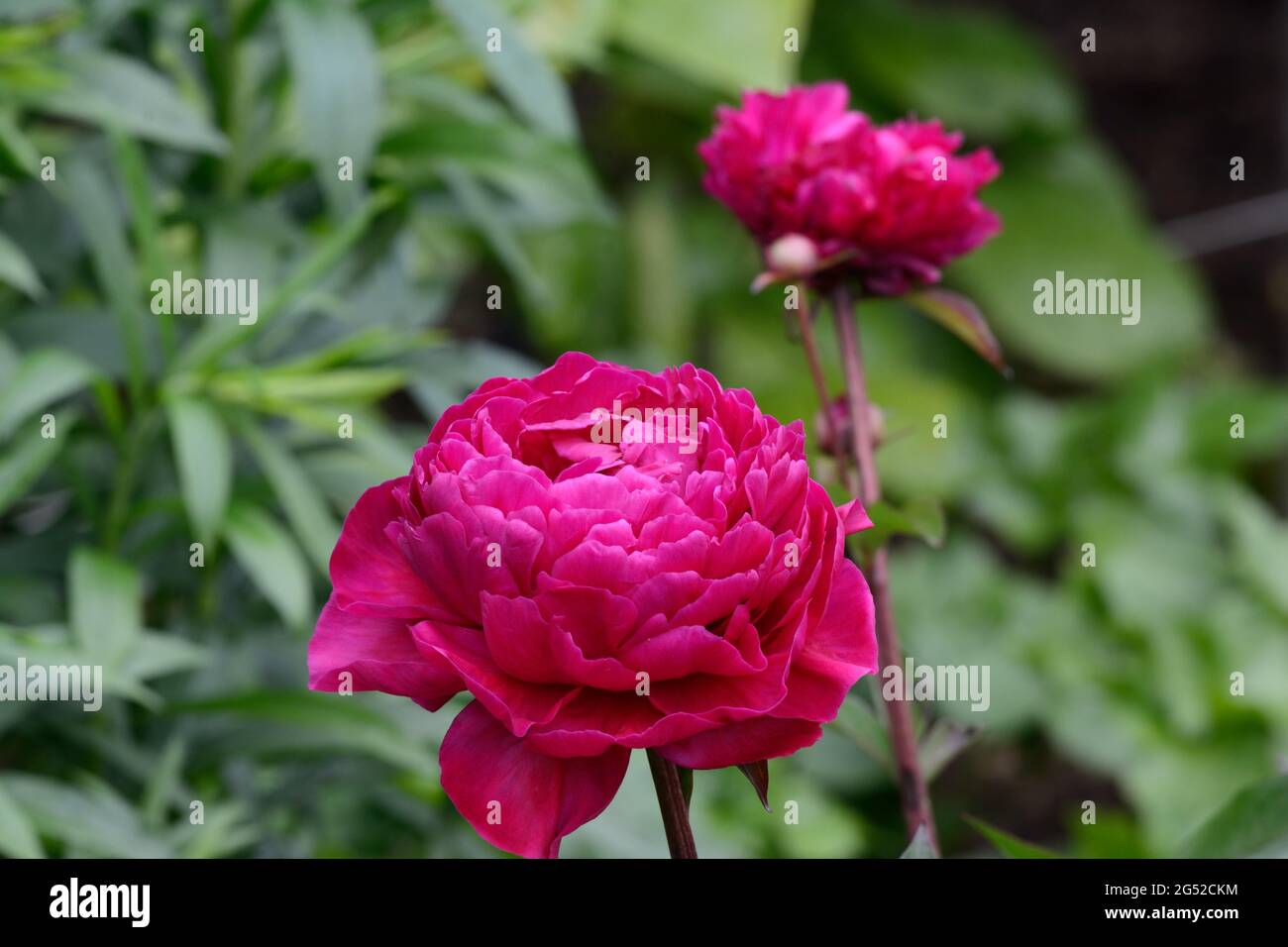 Paeonia lactiflora Agida duftende halb doppelte Pfingstrose Blume Stockfoto