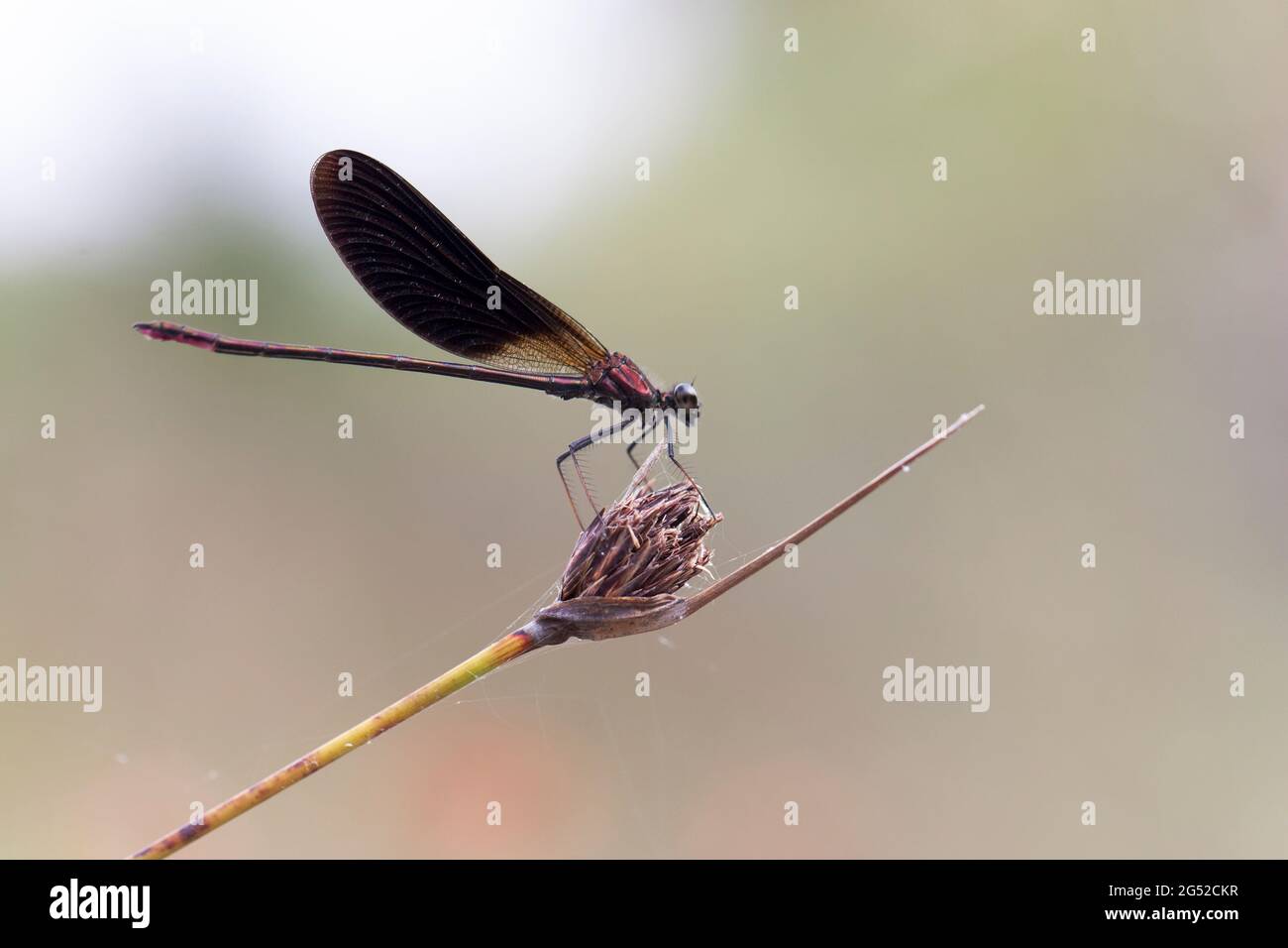 Calopteryx haemorrhoidalis Copper demoiselle oder Mediterranean Demoiselle thront Closup Stockfoto