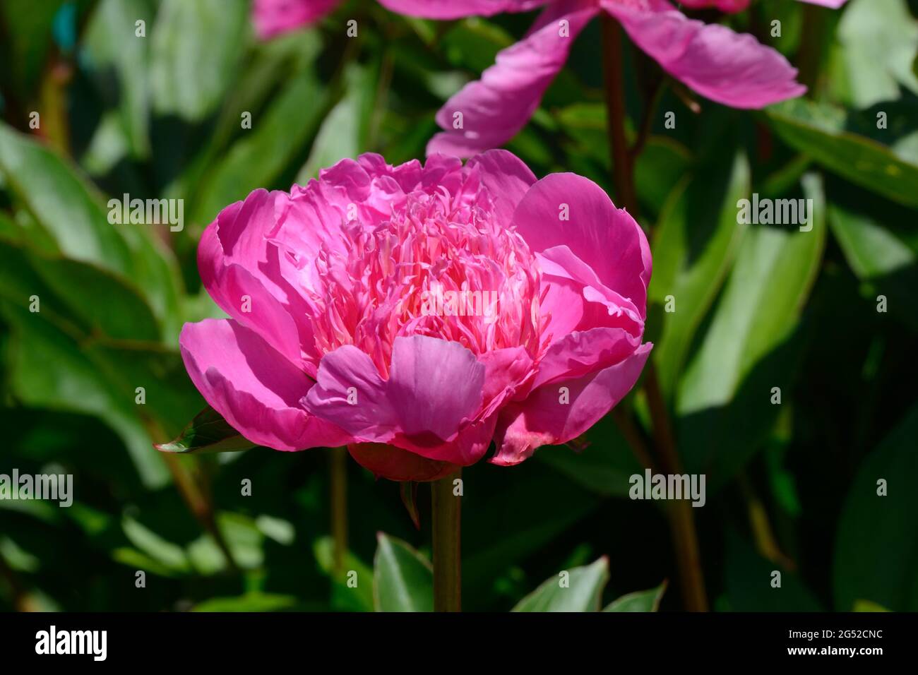 Paeonia lactiflora Agida duftende halb doppelte Pfingstrose Blume Stockfoto
