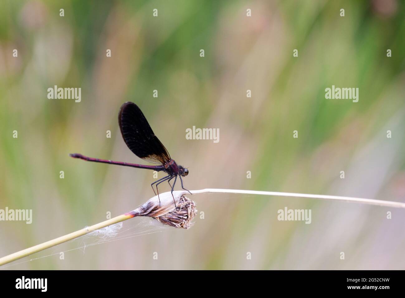 Calopteryx haemorrhoidalis Copper demoiselle oder Mediterranean Demoiselle thront Closup Stockfoto